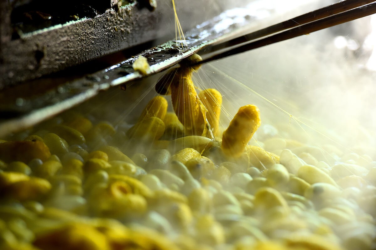 The Process of Silk Production in Vietnam ECOSILKY